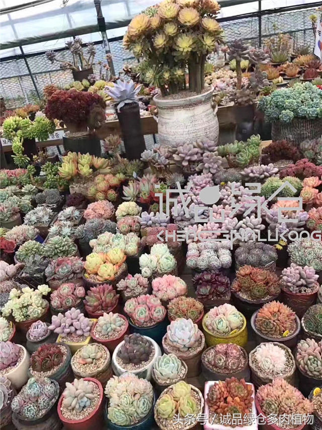美爆了的韩国多肉植物大棚