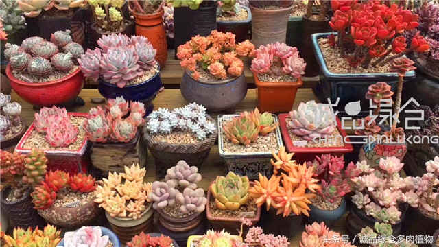 美爆了的韩国多肉植物大棚