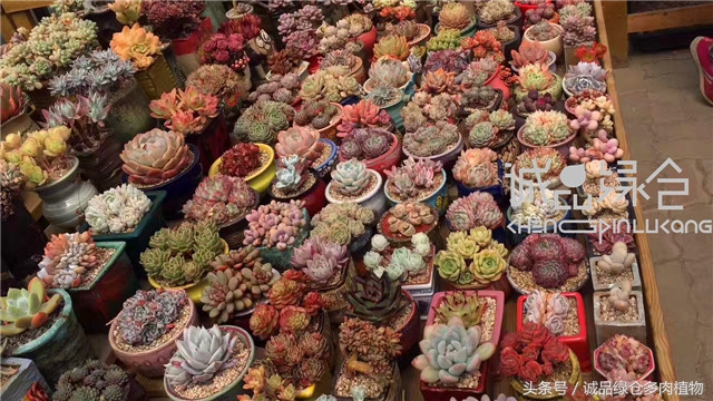 美爆了的韩国多肉植物大棚