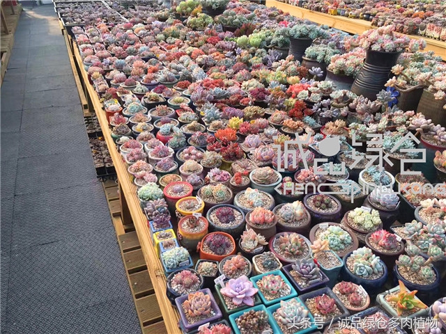 美爆了的韩国多肉植物大棚