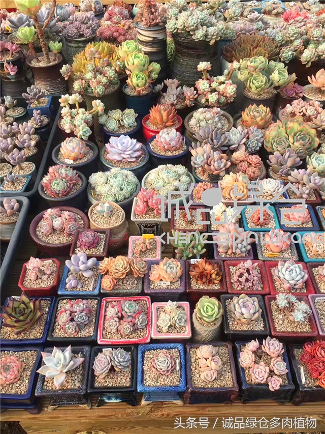 美爆了的韩国多肉植物大棚