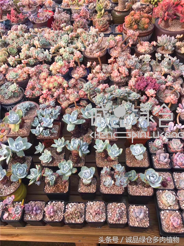 美爆了的韩国多肉植物大棚