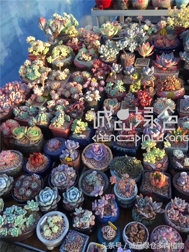 美爆了的韩国多肉植物大棚