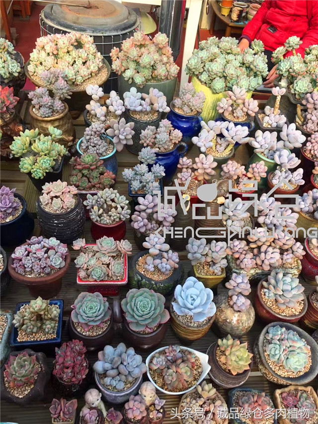 美爆了的韩国多肉植物大棚