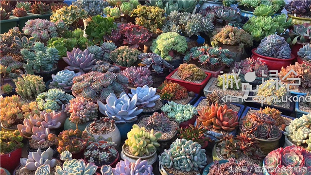 美爆了的韩国多肉植物大棚