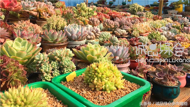美爆了的韩国多肉植物大棚