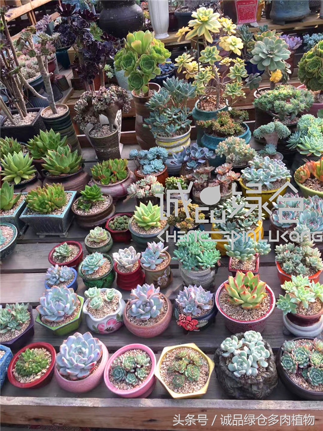 美爆了的韩国多肉植物大棚