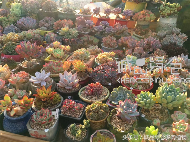 美爆了的韩国多肉植物大棚