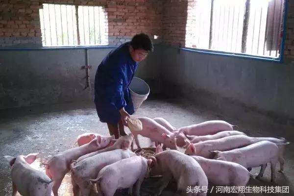 发酵饲料养猪优势,微生物发酵饲料