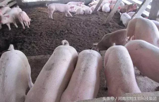 发酵饲料养猪优势,微生物发酵饲料