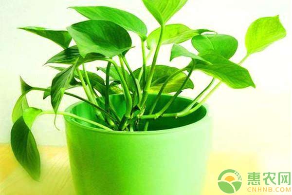 绿萝花的养法和注意事项,绿萝为什么被称为生命之花