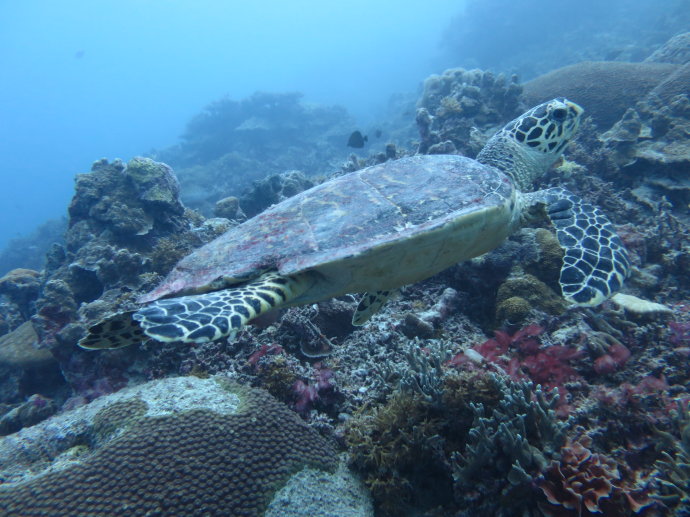 帕劳海底世界,帕劳七色海全景图