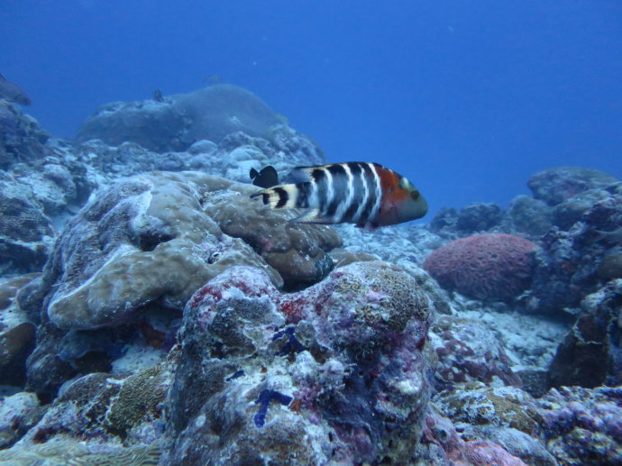 帕劳海底世界,帕劳七色海全景图