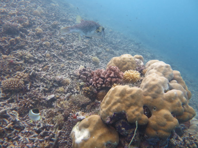 帕劳海底世界,帕劳七色海全景图