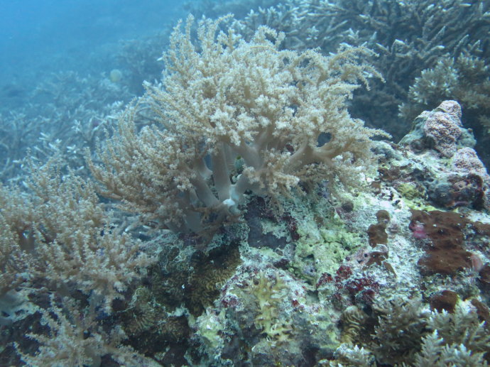 帕劳海底世界,帕劳七色海全景图