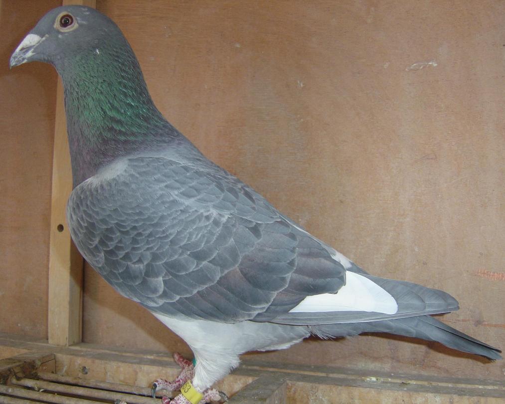 公棚迟归鸽最后都去了哪里,公棚迟归鸽还能继续比赛吗