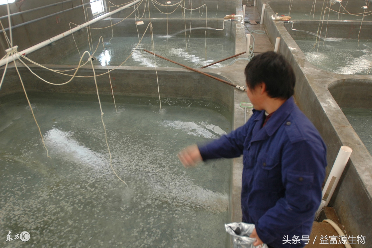 猪粪污染水怎么补救,猪粪水养鱼的危害