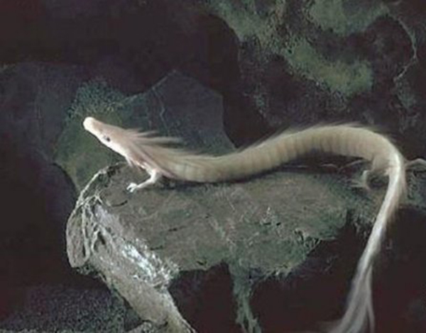 龙有什么奇闻怪事,龙真实存在吗东西方都有龙的传说