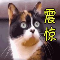 人大附中国际学校有哪些,人大附中有哪些优质学校