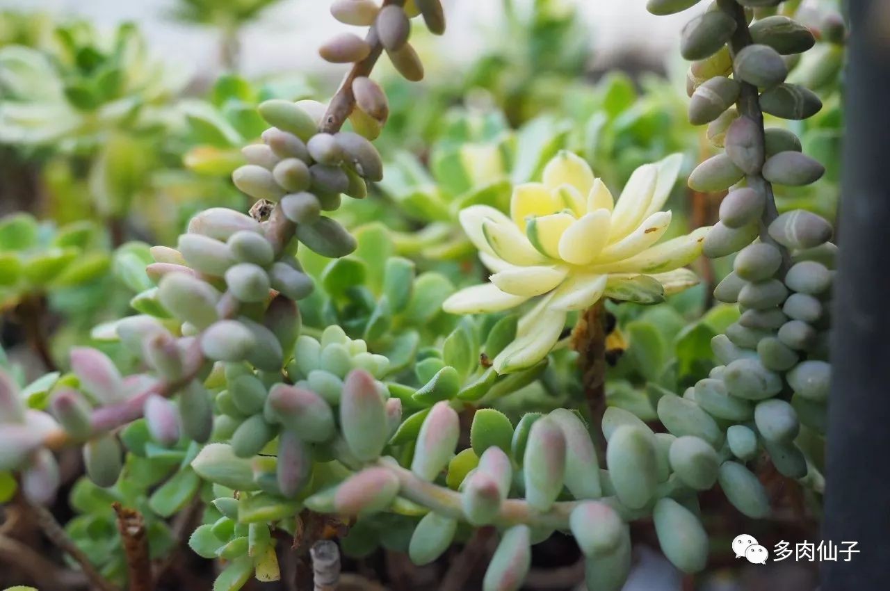 多肉很便宜了怎么养,多肉最难伺候的方法