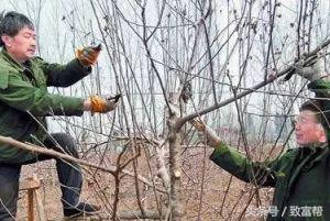 废弃果树怎么处理,废弃的树枝叶可回收吗