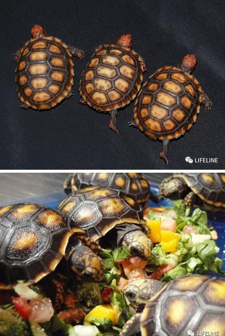 红腿陆龟的养殖方法,红腿陆龟应该怎么养