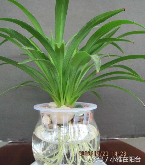 水培牡丹吊兰绿油油不黄叶,吊兰需要水培到长根后再栽土里吗