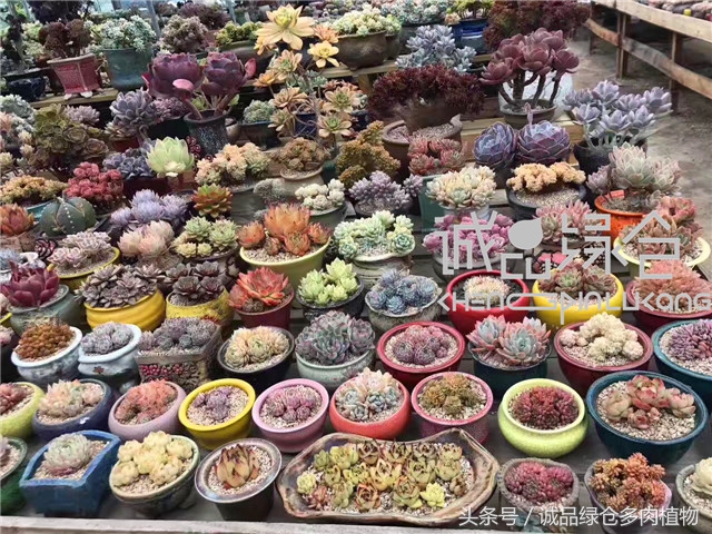美爆了的韩国多肉植物大棚