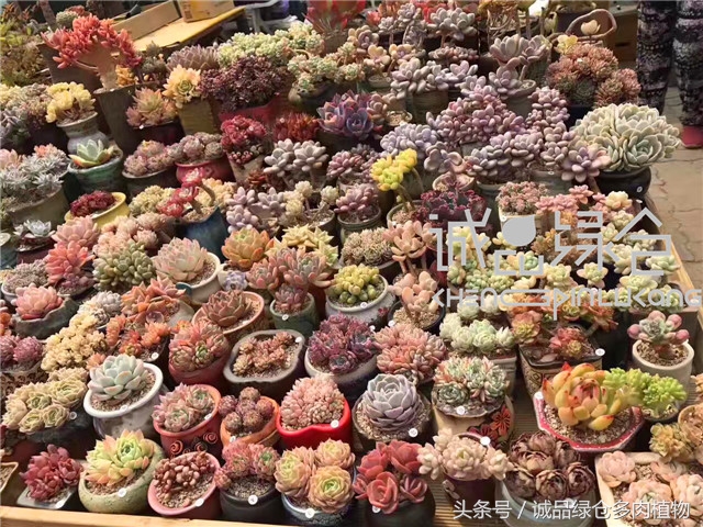 美爆了的韩国多肉植物大棚