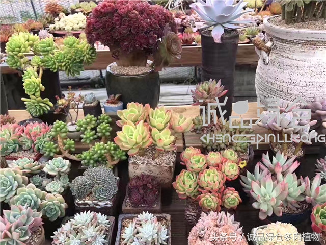 美爆了的韩国多肉植物大棚