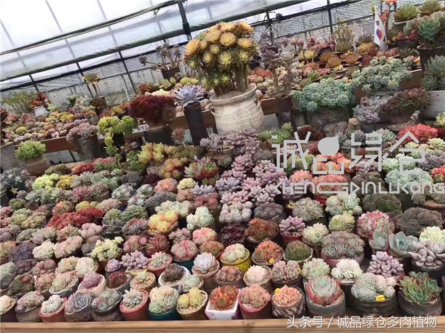 美爆了的韩国多肉植物大棚