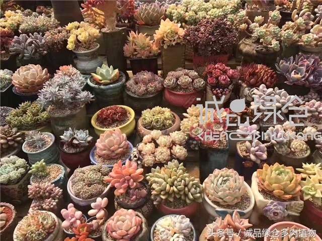 美爆了的韩国多肉植物大棚