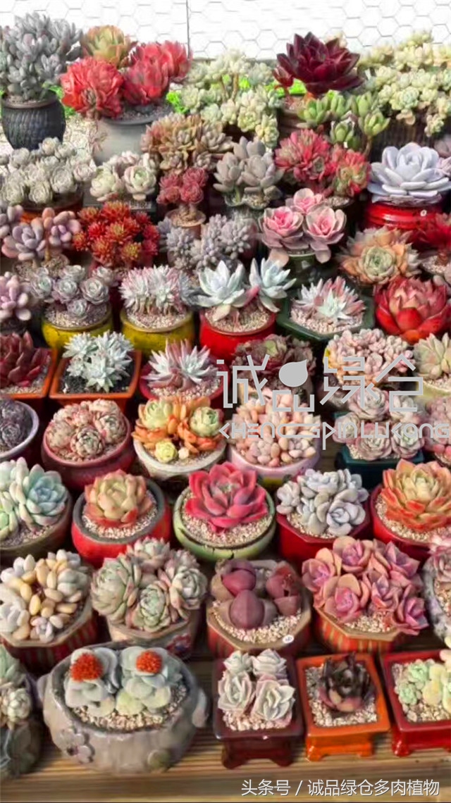 美爆了的韩国多肉植物大棚