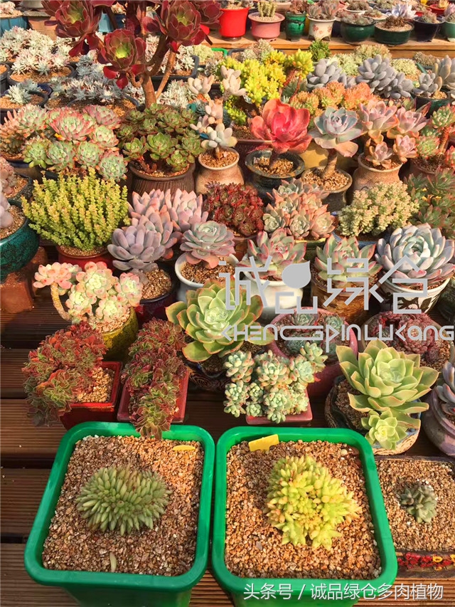 美爆了的韩国多肉植物大棚