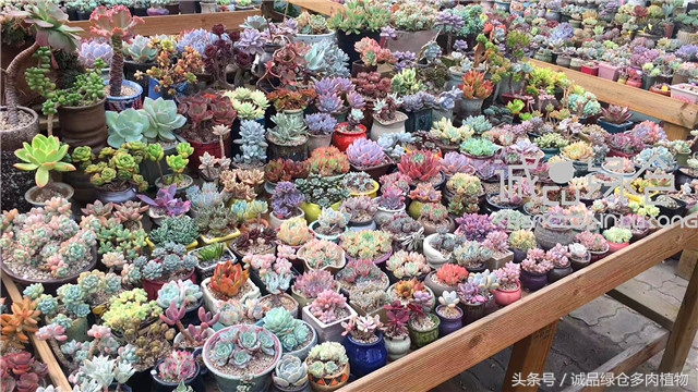 美爆了的韩国多肉植物大棚