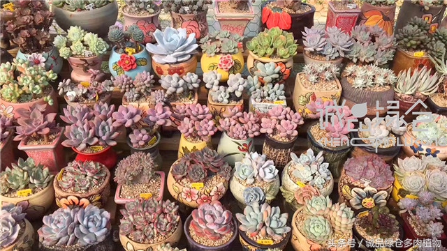 美爆了的韩国多肉植物大棚