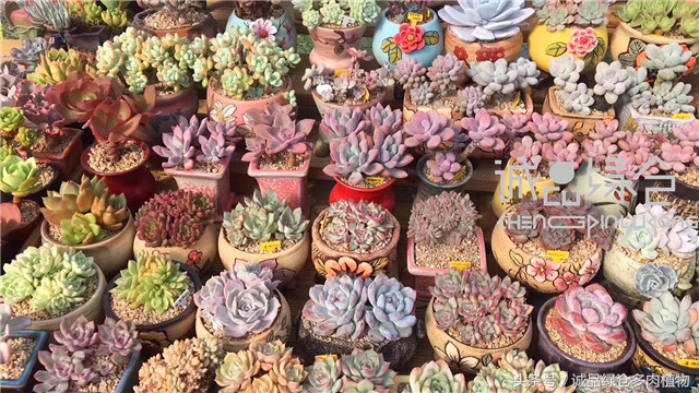 美爆了的韩国多肉植物大棚