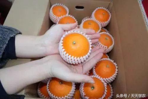 广西沃柑和象山红美人,柑橘品种大全绿柑