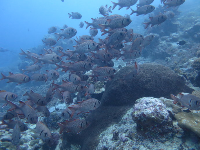 帕劳海底世界,帕劳七色海全景图