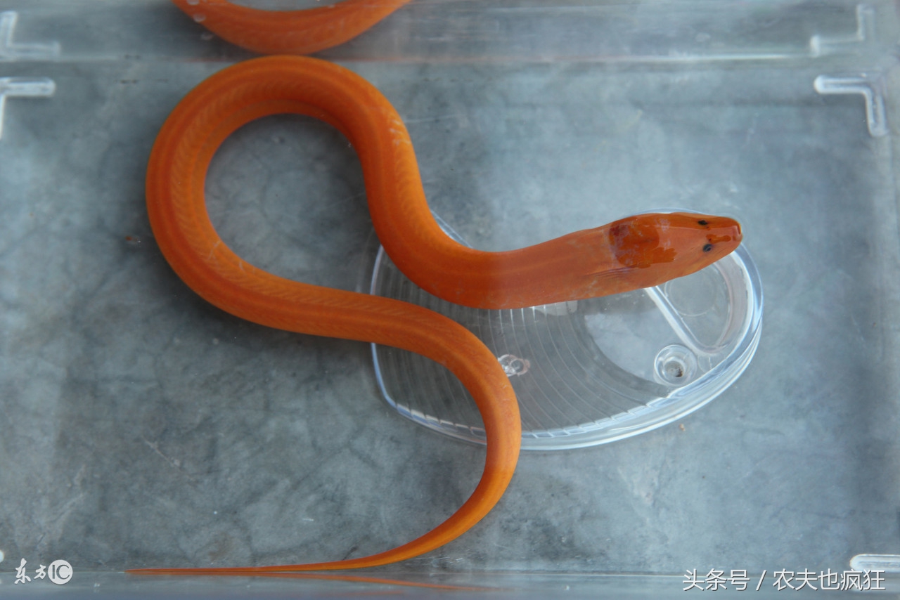 鳝鱼美味吗,鳝鱼美味哪些人不能吃