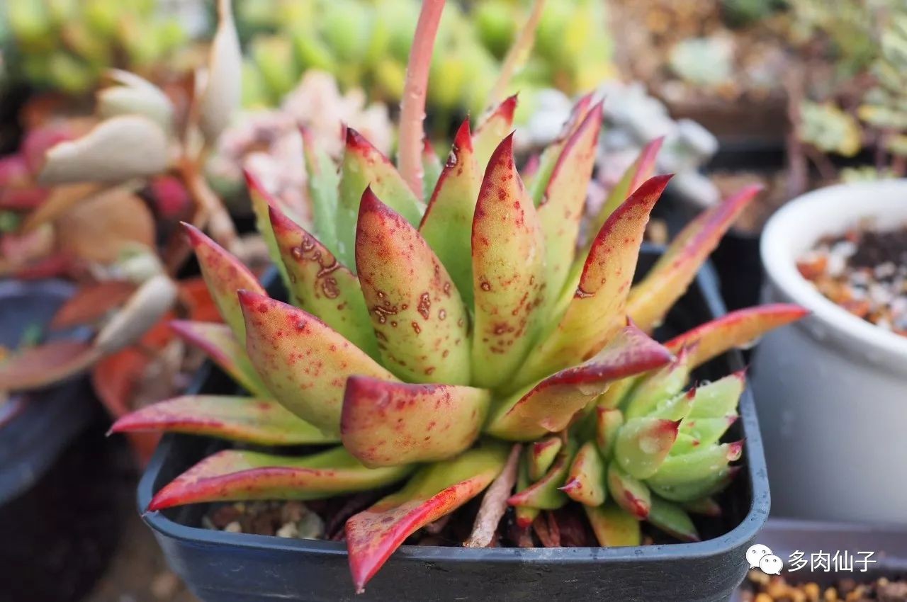 多肉很便宜了怎么养,多肉最难伺候的方法