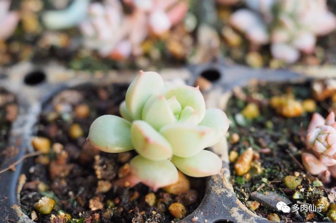 多肉很便宜了怎么养,多肉最难伺候的方法