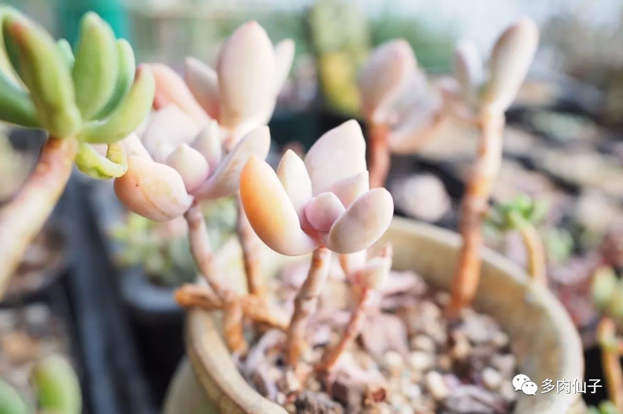 多肉很便宜了怎么养,多肉最难伺候的方法