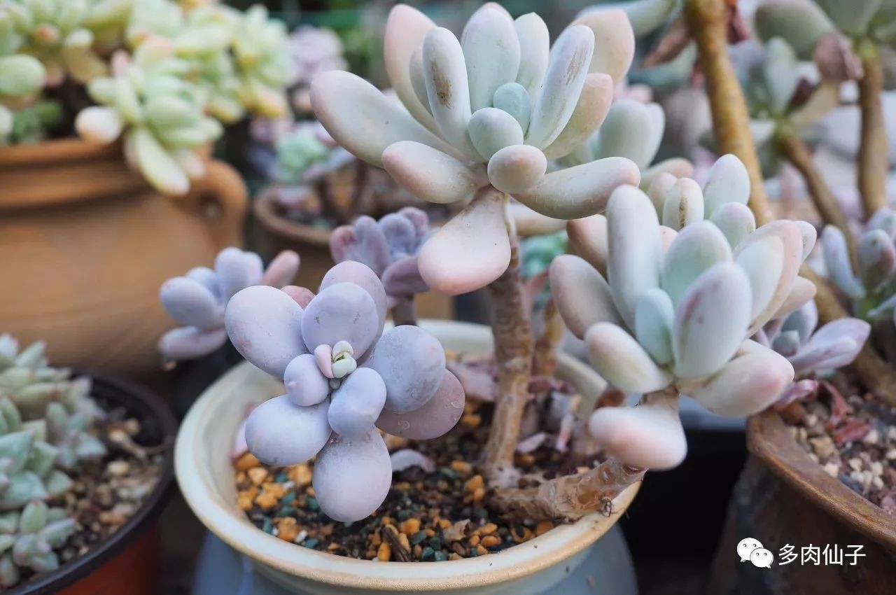 多肉很便宜了怎么养,多肉最难伺候的方法