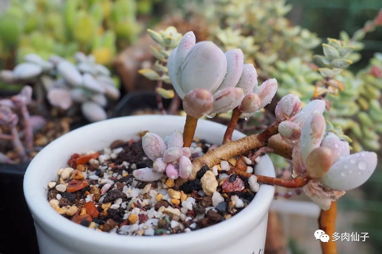 多肉很便宜了怎么养,多肉最难伺候的方法