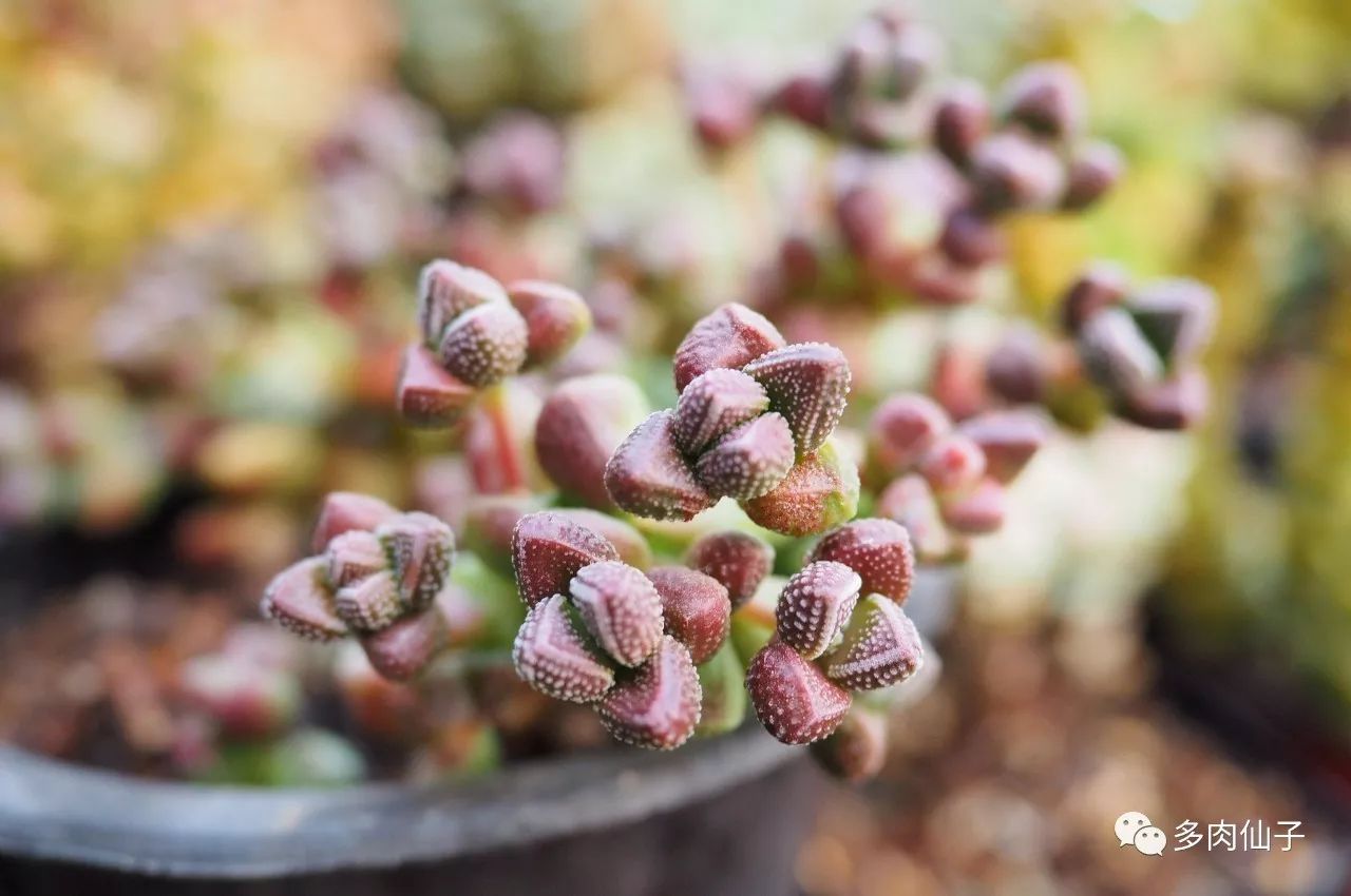 多肉很便宜了怎么养,多肉最难伺候的方法