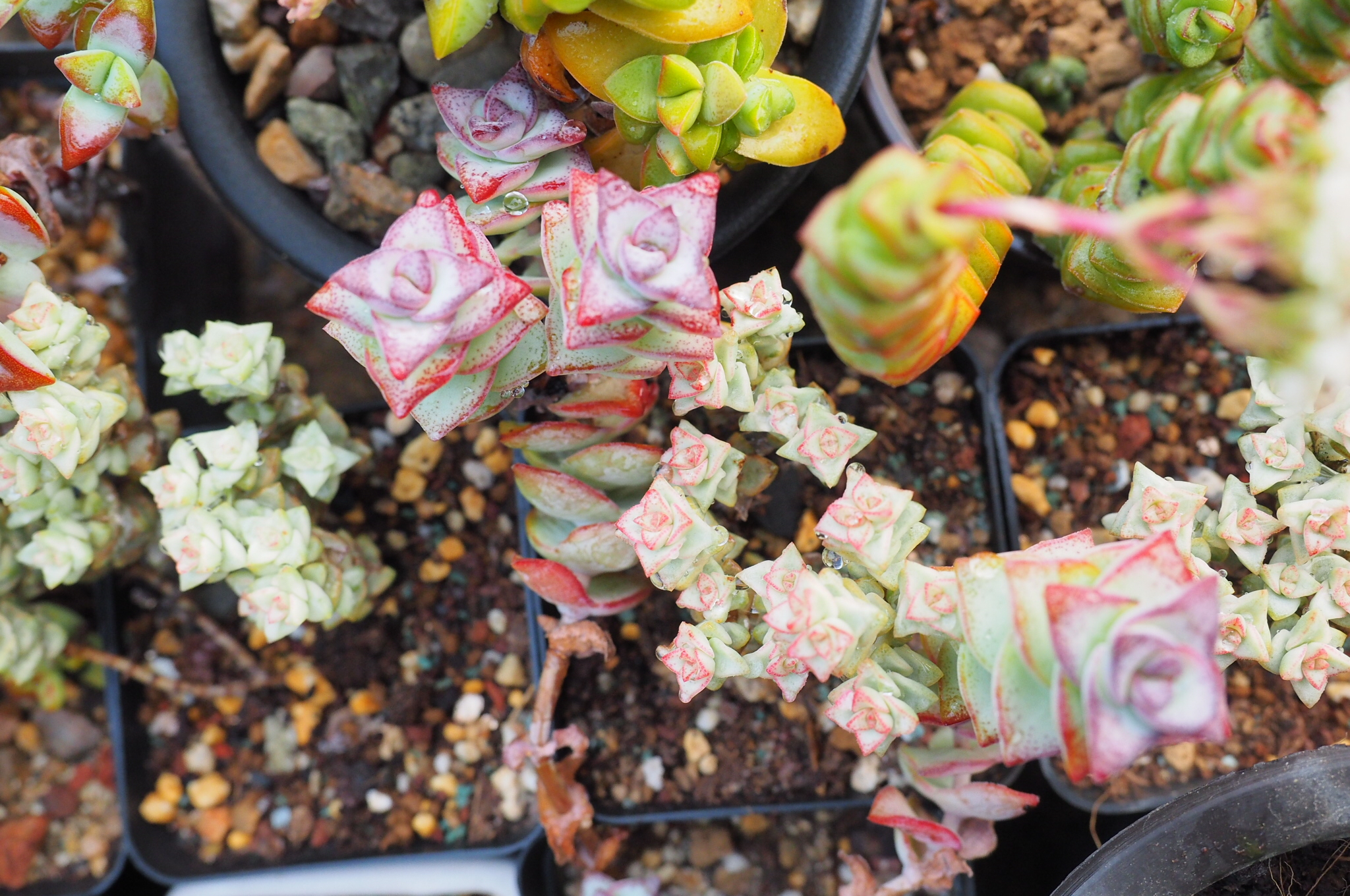 多肉很便宜了怎么养,多肉最难伺候的方法