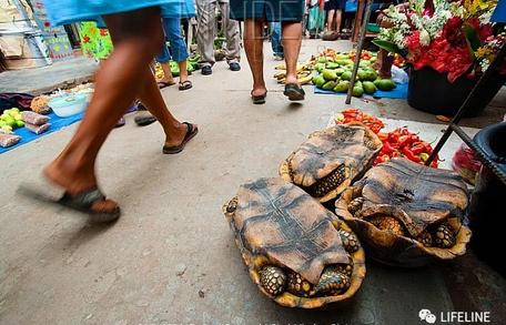 红腿陆龟的养殖方法,红腿陆龟应该怎么养