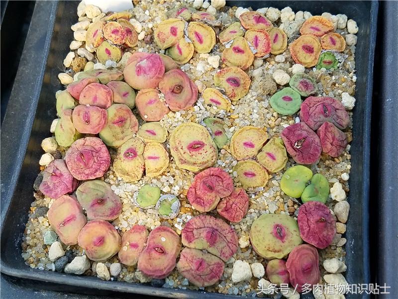 蜕皮的生石花如何种,生石花蜕皮怎么养护