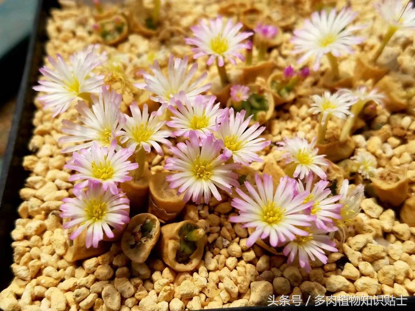 蜕皮的生石花如何种,生石花蜕皮怎么养护